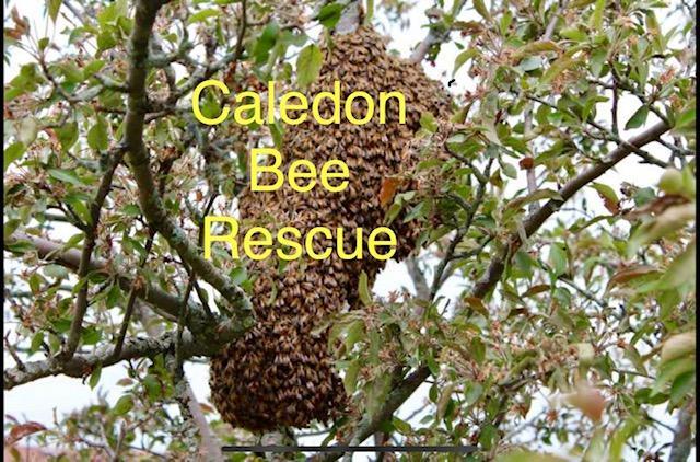 Caledon Bee Rescue