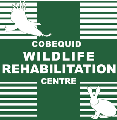 Cobequid Wildlife Rehabilition Centre